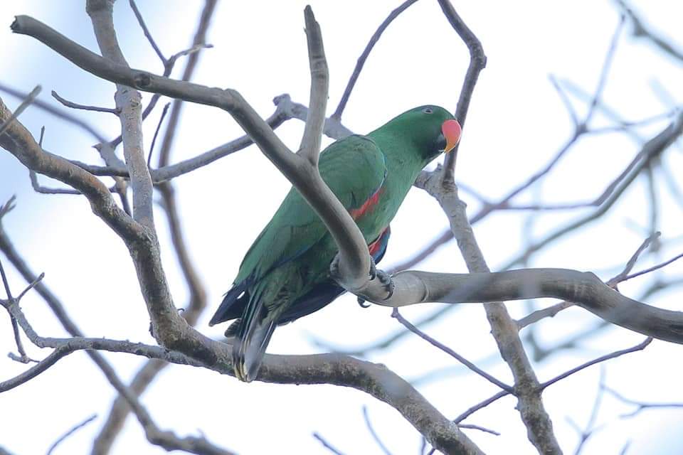 burung endemik sumba