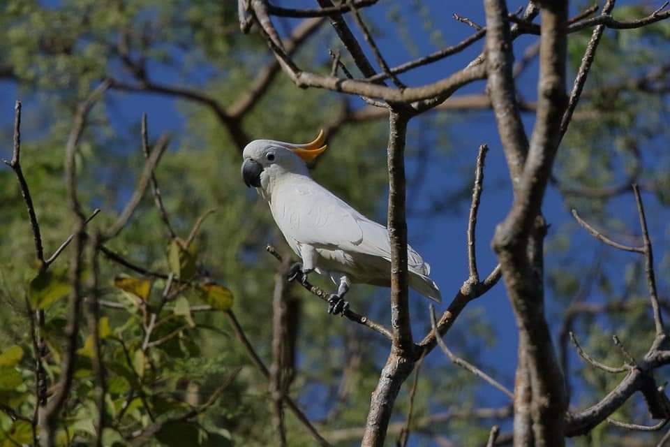 burung endemik sumba