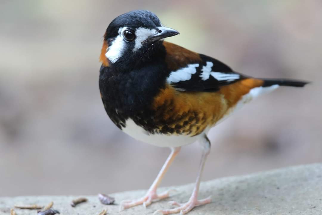 burung endemik sumba