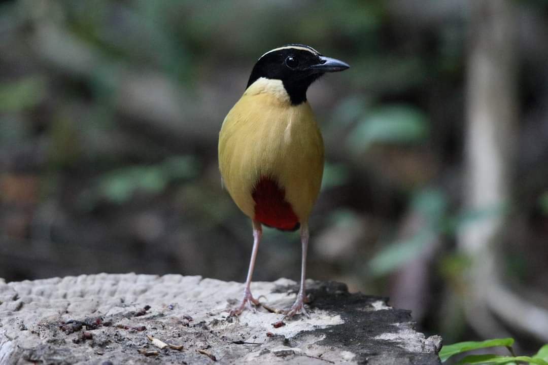 burung endemik sumba