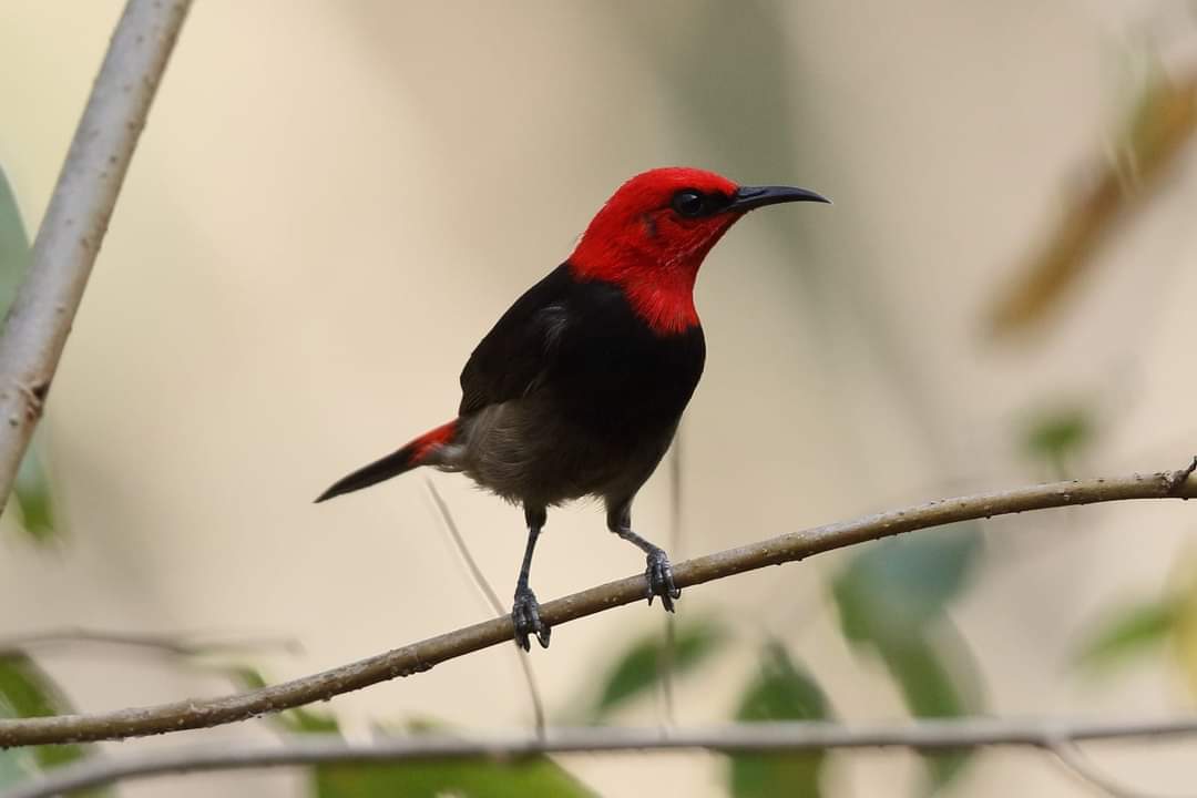 burung endemik sumba