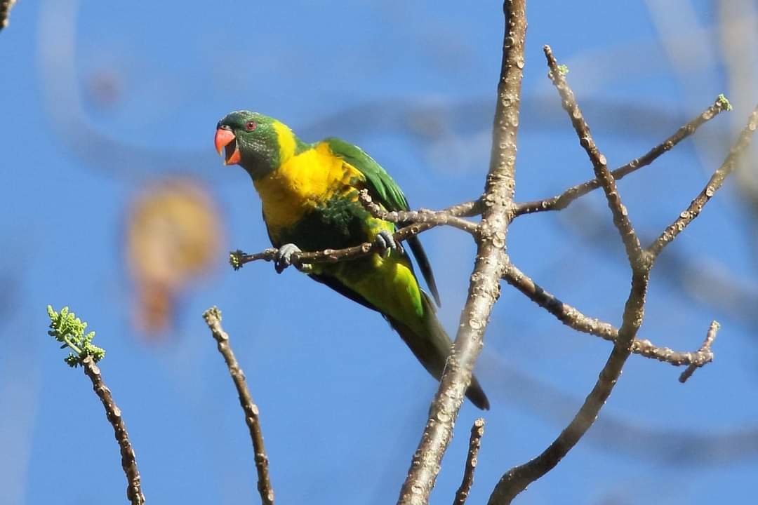 burung endemik sumba